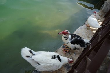 Cairina Moschata ördekleri Nisan ayında El Rafisah Barajı dinlenme alanındaki çardağın yakınındaki Hawd al Bid 'ah rezervuarının suyunun yakınındadır. Moscovy ördeği, Cairina Moschata, bir ördektir. Wadi Wshee, Sharjah, BAE. 