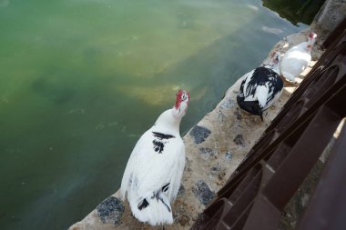Cairina Moschata ördekleri Nisan ayında El Rafisah Barajı dinlenme alanındaki çardağın yakınındaki Hawd al Bid 'ah rezervuarının suyunun yakınındadır. Moscovy ördeği, Cairina Moschata, bir ördektir. Wadi Wshee, Sharjah, BAE. 