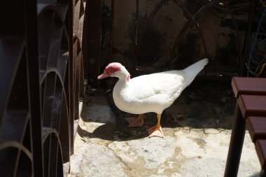 Cairina Moschata ördeği Nisan ayında Al Rafisah Barajı dinlenme alanındaki Hawd al Bid 'ah rezervuarının kıyısında bir çardakta. Moscovy ördeği, Cairina Moschata, bir ördektir. Wadi Wshee, Sharjah, BAE. 