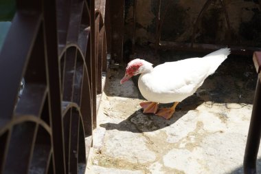 Cairina Moschata ördeği Nisan ayında Al Rafisah Barajı dinlenme alanındaki Hawd al Bid 'ah rezervuarının kıyısında bir çardakta. Moscovy ördeği, Cairina Moschata, bir ördektir. Wadi Wshee, Sharjah, BAE. 