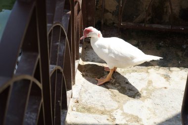Cairina Moschata ördeği Nisan ayında Al Rafisah Barajı dinlenme alanındaki Hawd al Bid 'ah rezervuarının kıyısında bir çardakta. Moscovy ördeği, Cairina Moschata, bir ördektir. Wadi Wshee, Sharjah, BAE. 
