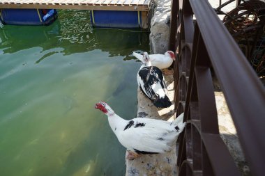 Cairina Moschata ördekleri Nisan ayında El Rafisah Barajı dinlenme alanındaki çardağın yakınındaki Hawd al Bid 'ah rezervuarının suyunun yakınındadır. Moscovy ördeği, Cairina Moschata, bir ördektir. Wadi Wshee, Sharjah, BAE. 