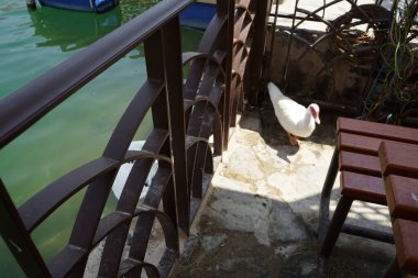 Cairina Moschata ördekleri Nisan ayında El Rafisah Barajı dinlenme alanındaki çardağın yakınındaki Hawd al Bid 'ah rezervuarının suyunun yakınındadır. Moscovy ördeği, Cairina Moschata, bir ördektir. Wadi Wshee, Sharjah, BAE. 