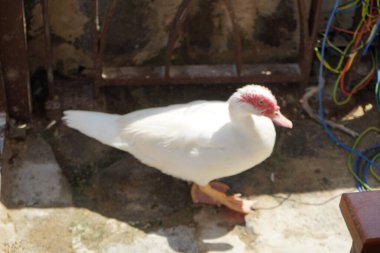 Cairina Moschata ördeği Nisan ayında Al Rafisah Barajı dinlenme alanındaki Hawd al Bid 'ah rezervuarının kıyısında bir çardakta. Moscovy ördeği, Cairina Moschata, bir ördektir. Wadi Wshee, Sharjah, BAE. 