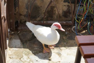 Cairina Moschata ördeği Nisan ayında Al Rafisah Barajı dinlenme alanındaki Hawd al Bid 'ah rezervuarının kıyısında bir çardakta. Moscovy ördeği, Cairina Moschata, bir ördektir. Wadi Wshee, Sharjah, BAE. 