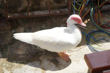 Cairina Moschata ördeği Nisan ayında Al Rafisah Barajı dinlenme alanındaki Hawd al Bid 'ah rezervuarının kıyısında bir çardakta. Moscovy ördeği, Cairina Moschata, bir ördektir. Wadi Wshee, Sharjah, BAE. 