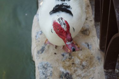 Cairina Moschata ördeği Nisan ayında Hawd al Bid 'ah rezervuarının ve El Rafisah Barajı dinlenme alanındaki çardağın yanında yer alır. Moscovy ördeği, Cairina Moschata, bir ördektir. Wadi Wshee, Sharjah, BAE.