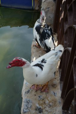 Cairina Moschata ördekleri Nisan ayında El Rafisah Barajı dinlenme alanındaki çardağın yakınındaki Hawd al Bid 'ah rezervuarının suyunun yakınındadır. Moscovy ördeği, Cairina Moschata, bir ördektir. Wadi Wshee, Sharjah, BAE. 