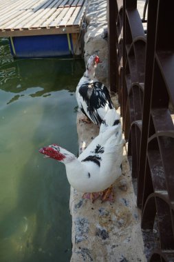 Cairina Moschata ördekleri Nisan ayında El Rafisah Barajı dinlenme alanındaki çardağın yakınındaki Hawd al Bid 'ah rezervuarının suyunun yakınındadır. Moscovy ördeği, Cairina Moschata, bir ördektir. Wadi Wshee, Sharjah, BAE. 