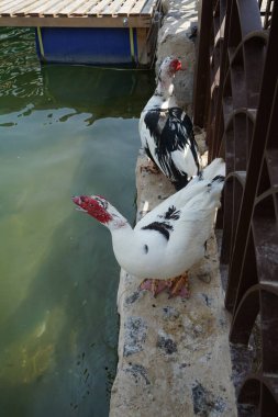 Cairina Moschata ördekleri Nisan ayında El Rafisah Barajı dinlenme alanındaki çardağın yakınındaki Hawd al Bid 'ah rezervuarının suyunun yakınındadır. Moscovy ördeği, Cairina Moschata, bir ördektir. Wadi Wshee, Sharjah, BAE. 