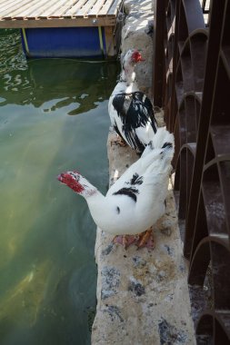 Cairina Moschata ördekleri Nisan ayında El Rafisah Barajı dinlenme alanındaki çardağın yakınındaki Hawd al Bid 'ah rezervuarının suyunun yakınındadır. Moscovy ördeği, Cairina Moschata, bir ördektir. Wadi Wshee, Sharjah, BAE. 