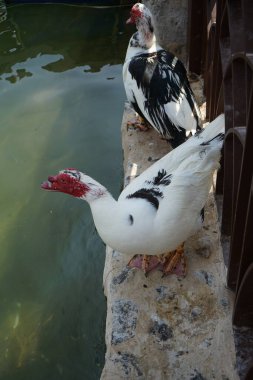 Cairina Moschata ördekleri Nisan ayında El Rafisah Barajı dinlenme alanındaki çardağın yakınındaki Hawd al Bid 'ah rezervuarının suyunun yakınındadır. Moscovy ördeği, Cairina Moschata, bir ördektir. Wadi Wshee, Sharjah, BAE. 