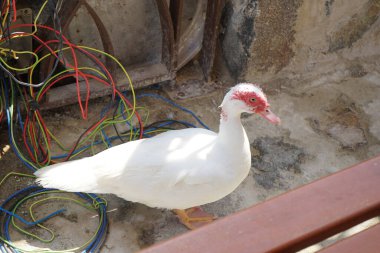 Cairina Moschata ördeği Nisan ayında Al Rafisah Barajı dinlenme alanındaki Hawd al Bid 'ah rezervuarının kıyısında bir çardakta. Moscovy ördeği, Cairina Moschata, bir ördektir. Wadi Wshee, Sharjah, BAE. 