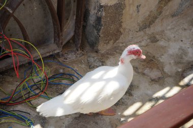 Cairina Moschata ördeği Nisan ayında Al Rafisah Barajı dinlenme alanındaki Hawd al Bid 'ah rezervuarının kıyısında bir çardakta. Moscovy ördeği, Cairina Moschata, bir ördektir. Wadi Wshee, Sharjah, BAE. 