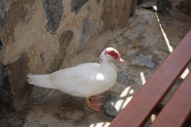 Cairina Moschata ördeği Nisan ayında Al Rafisah Barajı dinlenme alanındaki Hawd al Bid 'ah rezervuarının kıyısında bir çardakta. Moscovy ördeği, Cairina Moschata, bir ördektir. Wadi Wshee, Sharjah, BAE. 
