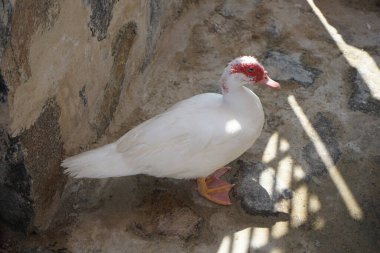 Cairina Moschata ördeği Nisan ayında Al Rafisah Barajı dinlenme alanındaki Hawd al Bid 'ah rezervuarının kıyısında bir çardakta. Moscovy ördeği, Cairina Moschata, bir ördektir. Wadi Wshee, Sharjah, BAE. 