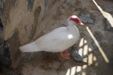Cairina Moschata ördeği Nisan ayında Al Rafisah Barajı dinlenme alanındaki Hawd al Bid 'ah rezervuarının kıyısında bir çardakta. Moscovy ördeği, Cairina Moschata, bir ördektir. Wadi Wshee, Sharjah, BAE. 