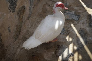 Cairina Moschata ördeği Nisan ayında Al Rafisah Barajı dinlenme alanındaki Hawd al Bid 'ah rezervuarının kıyısında bir çardakta. Moscovy ördeği, Cairina Moschata, bir ördektir. Wadi Wshee, Sharjah, BAE. 