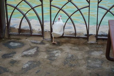 Cairina Moschata ördeği Nisan ayında Hawd al Bid 'ah rezervuarının ve El Rafisah Barajı dinlenme alanındaki çardağın yanında yer alır. Moscovy ördeği, Cairina Moschata, bir ördektir. Wadi Wshee, Sharjah, BAE.