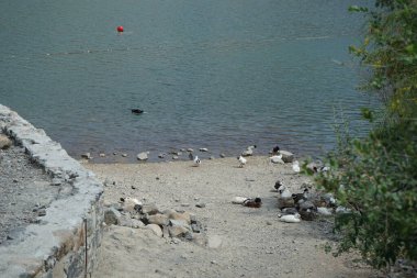 Heron Nycticorax nycticorax ve ördekler Nisan ayında Al Rafisah Barajı dinlenme alanındaki Hawd al Bid 'ah rezervuarının kıyısında bulunmaktadır. Siyah taçlı gece balıkçıl, Nycticorax nycticorax, orta büyüklükte bir balıkçıl. Wadi Wshee, Sharjah, BAE. 