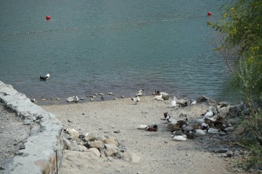 Heron Nycticorax nycticorax ve ördekler Nisan ayında Al Rafisah Barajı dinlenme alanındaki Hawd al Bid 'ah rezervuarının kıyısında bulunmaktadır. Siyah taçlı gece balıkçıl, Nycticorax nycticorax, orta büyüklükte bir balıkçıl. Wadi Wshee, Sharjah, BAE. 