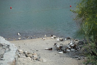 Heron Nycticorax nycticorax ve ördekler Nisan ayında Al Rafisah Barajı dinlenme alanındaki Hawd al Bid 'ah rezervuarının kıyısında bulunmaktadır. Siyah taçlı gece balıkçıl, Nycticorax nycticorax, orta büyüklükte bir balıkçıl. Wadi Wshee, Sharjah, BAE. 