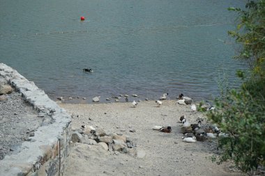 Heron Nycticorax nycticorax ve ördekler Nisan ayında Al Rafisah Barajı dinlenme alanındaki Hawd al Bid 'ah rezervuarının kıyısında bulunmaktadır. Siyah taçlı gece balıkçıl, Nycticorax nycticorax, orta büyüklükte bir balıkçıl. Wadi Wshee, Sharjah, BAE. 