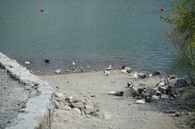 Heron Nycticorax nycticorax ve ördekler Nisan ayında Al Rafisah Barajı dinlenme alanındaki Hawd al Bid 'ah rezervuarının kıyısında bulunmaktadır. Siyah taçlı gece balıkçıl, Nycticorax nycticorax, orta büyüklükte bir balıkçıl. Wadi Wshee, Sharjah, BAE. 