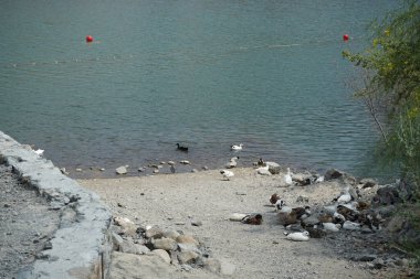 Heron Nycticorax nycticorax ve ördekler Nisan ayında Al Rafisah Barajı dinlenme alanındaki Hawd al Bid 'ah rezervuarının kıyısında bulunmaktadır. Siyah taçlı gece balıkçıl, Nycticorax nycticorax, orta büyüklükte bir balıkçıl. Wadi Wshee, Sharjah, BAE. 