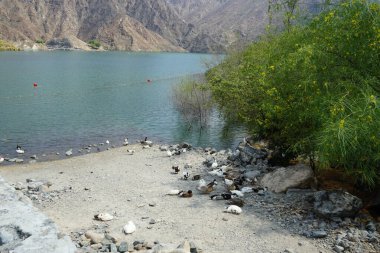 Heron Nycticorax nycticorax ve ördekler Nisan ayında Al Rafisah Barajı dinlenme alanındaki Hawd al Bid 'ah rezervuarının kıyısında bulunmaktadır. Siyah taçlı gece balıkçıl, Nycticorax nycticorax, orta büyüklükte bir balıkçıl. Wadi Wshee, Sharjah, BAE. 