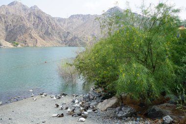 Heron Nycticorax nycticorax ve ördekler Nisan ayında Al Rafisah Barajı dinlenme alanındaki Hawd al Bid 'ah rezervuarının kıyısında bulunmaktadır. Siyah taçlı gece balıkçıl, Nycticorax nycticorax, orta büyüklükte bir balıkçıl. Wadi Wshee, Sharjah, BAE. 