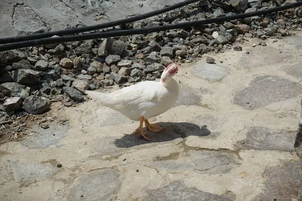 Muscovy ördeği nisan ayında Al Rafisah Barajı dinlenme alanında yürüyor. Moscovy ördeği, Cairina Moschata, bir ördektir. Wadi Wshee, Sharjah, BAE. 