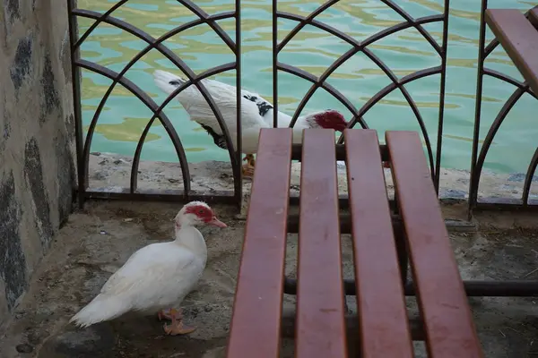 Cairina Moschata ördekleri Nisan ayında El Rafisah Barajı dinlenme alanındaki çardağın yakınındaki Hawd al Bid 'ah rezervuarının suyunun yakınındadır. Moscovy ördeği, Cairina Moschata, bir ördektir. Wadi Wshee, Sharjah, BAE. 