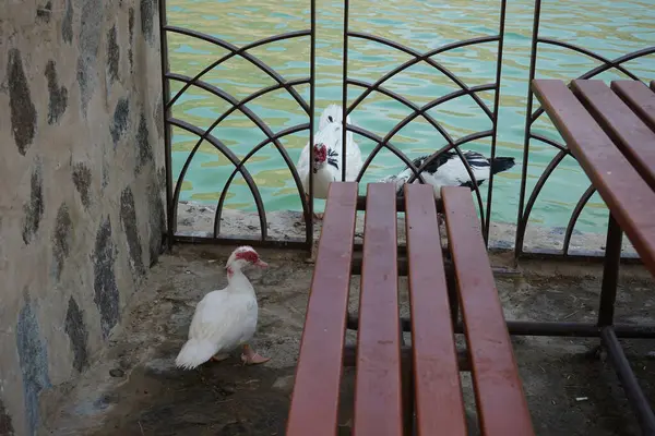 Cairina Moschata ördekleri Nisan ayında El Rafisah Barajı dinlenme alanındaki çardağın yakınındaki Hawd al Bid 'ah rezervuarının suyunun yakınındadır. Moscovy ördeği, Cairina Moschata, bir ördektir. Wadi Wshee, Sharjah, BAE. 