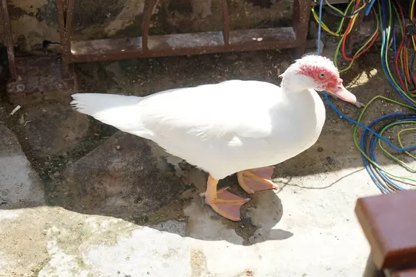 Cairina Moschata ördeği Nisan ayında Al Rafisah Barajı dinlenme alanındaki Hawd al Bid 'ah rezervuarının kıyısında bir çardakta. Moscovy ördeği, Cairina Moschata, bir ördektir. Wadi Wshee, Sharjah, BAE. 