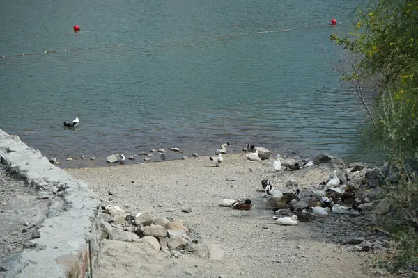 Heron Nycticorax nycticorax ve ördekler Nisan ayında Al Rafisah Barajı dinlenme alanındaki Hawd al Bid 'ah rezervuarının kıyısında bulunmaktadır. Siyah taçlı gece balıkçıl, Nycticorax nycticorax, orta büyüklükte bir balıkçıl. Wadi Wshee, Sharjah, BAE. 