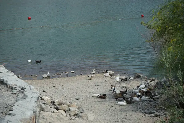 Heron Nycticorax nycticorax ve ördekler Nisan ayında Al Rafisah Barajı dinlenme alanındaki Hawd al Bid 'ah rezervuarının kıyısında bulunmaktadır. Siyah taçlı gece balıkçıl, Nycticorax nycticorax, orta büyüklükte bir balıkçıl. Wadi Wshee, Sharjah, BAE. 