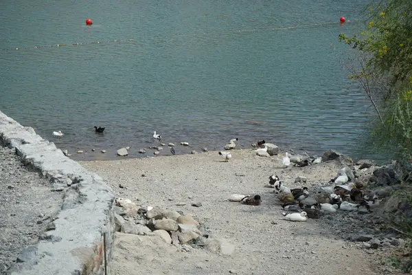 Heron Nycticorax nycticorax ve ördekler Nisan ayında Al Rafisah Barajı dinlenme alanındaki Hawd al Bid 'ah rezervuarının kıyısında bulunmaktadır. Siyah taçlı gece balıkçıl, Nycticorax nycticorax, orta büyüklükte bir balıkçıl. Wadi Wshee, Sharjah, BAE. 