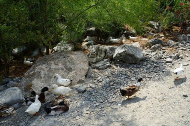 Ördekler Nisan ayında El Rafisah Barajı dinlenme alanındaki Hawd al Bid 'ah rezervuarının kayalık kıyısında. Ördek, Anatidae familyasındaki birçok su kuşunun yaygın adıdır. Wadi Wshee, Sharjah, BAE. 