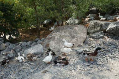 Ördekler Nisan ayında El Rafisah Barajı dinlenme alanındaki Hawd al Bid 'ah rezervuarının kayalık kıyısında. Ördek, Anatidae familyasındaki birçok su kuşunun yaygın adıdır. Wadi Wshee, Sharjah, BAE. 