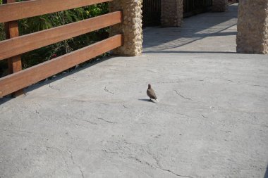 Bir Spilopelia Senegalensis kuşu, El Rafisah Barajı 'ndaki Hawd al Bid' ah rezervuarının kıyısında yürüyor. Gülen güvercin, Spilopelia senegalensis, küçük bir güvercindir. Wadi Wshee, Sharjah, BAE.