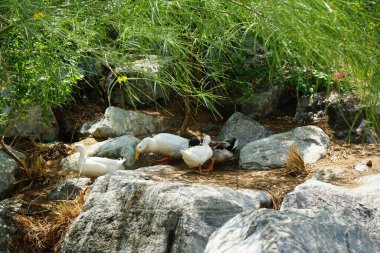 Ördekler Nisan ayında El Rafisah Barajı dinlenme alanındaki Hawd al Bid 'ah rezervuarının kayalık kıyısında. Ördek, Anatidae familyasındaki birçok su kuşunun yaygın adıdır. Wadi Wshee, Sharjah, BAE. 