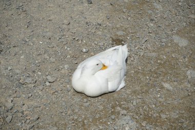 Al Rafisah Barajı dinlenme alanındaki Hawd al Bid 'ah rezervuarının kıyısında bir Beyaz Pekin ördeği yatıyor. Pekin (İngilizce: 