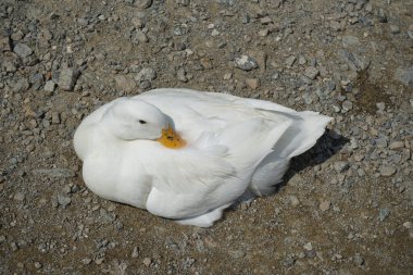 Al Rafisah Barajı dinlenme alanındaki Hawd al Bid 'ah rezervuarının kıyısında bir Beyaz Pekin ördeği yatıyor. Pekin (İngilizce: 