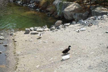 Ördekler Nisan ayında El Rafisah Barajı dinlenme alanındaki Hawd al Bid 'ah rezervuarının kayalık kıyısında. Ördek, Anatidae familyasındaki birçok su kuşunun yaygın adıdır. Wadi Wshee, Sharjah, BAE.