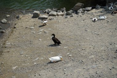 Ördekler Nisan ayında El Rafisah Barajı dinlenme alanındaki Hawd al Bid 'ah rezervuarının kayalık kıyısında. Ördek, Anatidae familyasındaki birçok su kuşunun yaygın adıdır. Wadi Wshee, Sharjah, BAE.
