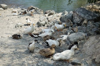 Ördekler Nisan ayında El Rafisah Barajı dinlenme alanındaki Hawd al Bid 'ah rezervuarının kayalık kıyısında. Ördek, Anatidae familyasındaki birçok su kuşunun yaygın adıdır. Wadi Wshee, Sharjah, BAE.