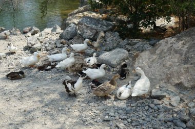 Ördekler Nisan ayında El Rafisah Barajı dinlenme alanındaki Hawd al Bid 'ah rezervuarının kayalık kıyısında. Ördek, Anatidae familyasındaki birçok su kuşunun yaygın adıdır. Wadi Wshee, Sharjah, BAE.