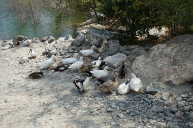 Ördekler Nisan ayında El Rafisah Barajı dinlenme alanındaki Hawd al Bid 'ah rezervuarının kayalık kıyısında. Ördek, Anatidae familyasındaki birçok su kuşunun yaygın adıdır. Wadi Wshee, Sharjah, BAE.