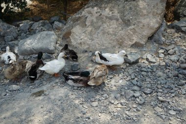 Ördekler Nisan ayında El Rafisah Barajı dinlenme alanındaki Hawd al Bid 'ah rezervuarının kayalık kıyısında. Ördek, Anatidae familyasındaki birçok su kuşunun yaygın adıdır. Wadi Wshee, Sharjah, BAE.